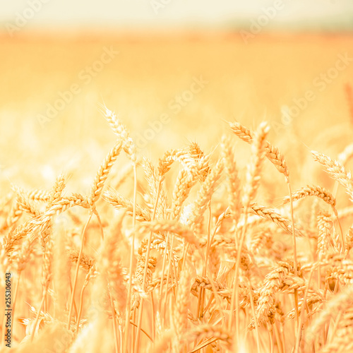 background of  yellow ears on the beautiful golden wheat field