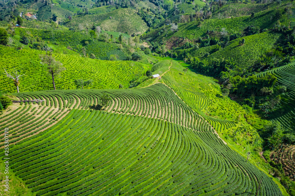 aerial view agricultural area green tea on the mountain at doi chiang rai Thailand aerial view agricultural area green tea on the mountain at doi chiang rai Thailand