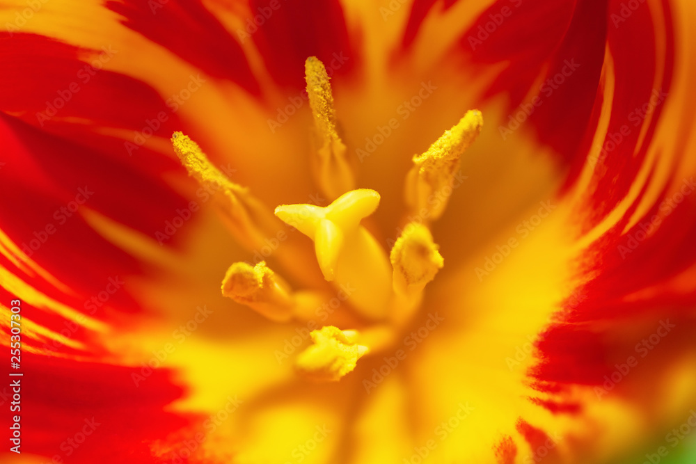 Macro of red yellow tulip close-up pistil shot, focus with shallow depth of field Macro of red yellow tulip close-up pistil shot, focus with shallow depth of field