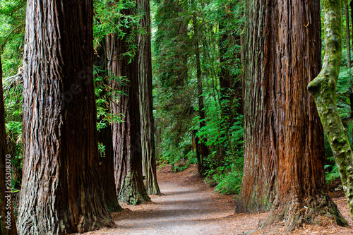 Rotorua Redwoods Forest, New Zealand 