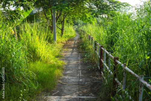 green path at river side