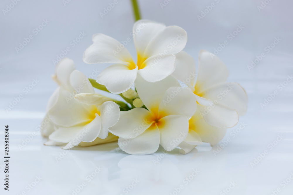 Fototapeta premium White plumeria flowers are blooming in a white background.