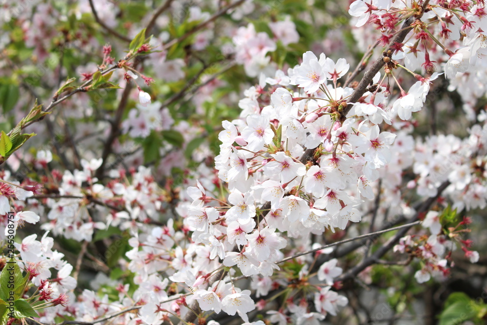 桜 桜