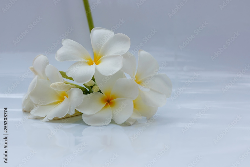 Fototapeta premium White plumeria flowers are blooming in a white background.