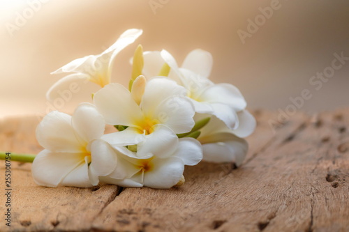 Plumeria flowers are blooming on old wooden floors.