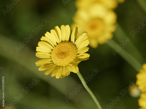 Cota tinctoria - La fleur d'Anthémis ou camomille des teinturiers aux capitules jaune doré photo