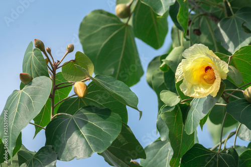 Portia Tree with yellow blossom flower