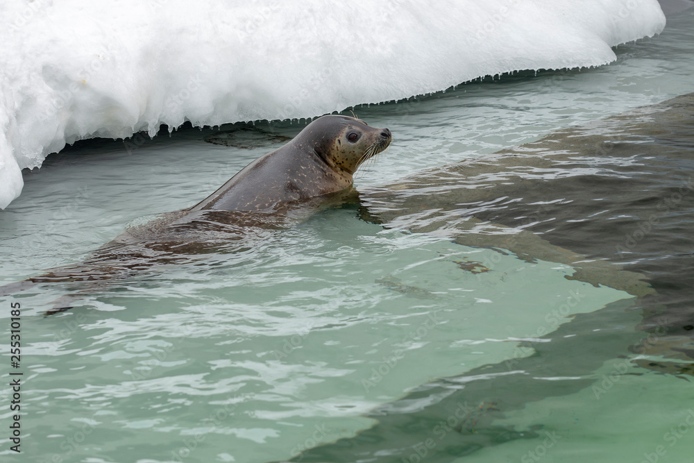 Naklejka premium Sea Lion swimming in water