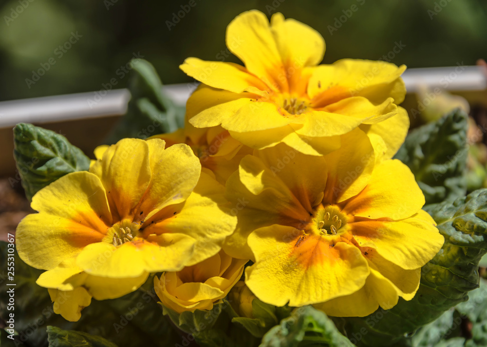 Bright Yellow Flowers on a Spring Day Bright Yellow Flowers on a Spring Day