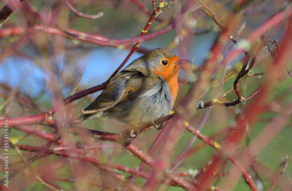 Fototapeta premium rouge gorge