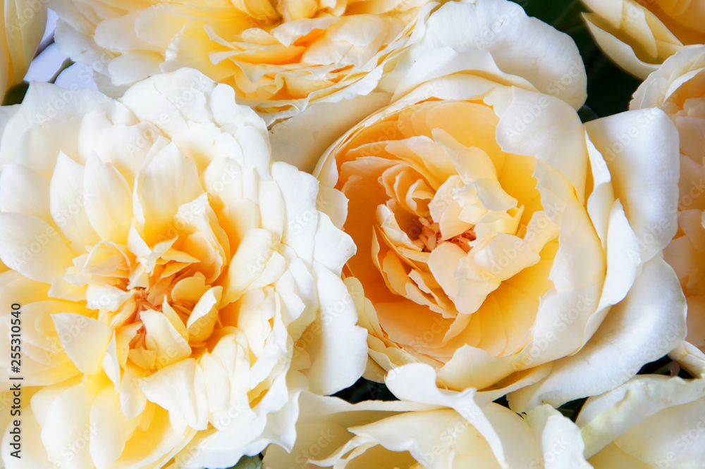マリアテレジアという名前のオレンジ色のバラの花束 Stock Photo Adobe Stock
