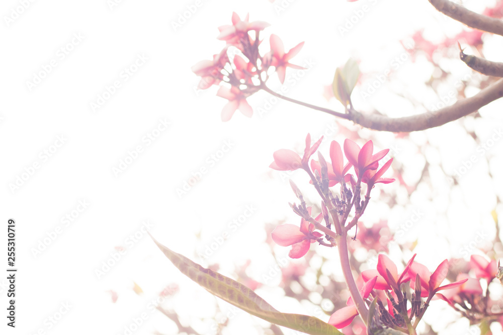 Beautiful pink tropical flower and petals Plumeria flower blossom.Spring.Summer.bokeh blur nature background. Beautiful pink tropical flower and petals Plumeria flower blossom.Spring.Summer.bokeh blur nature background.