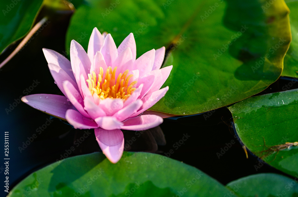 beautiful lotus flower on the water after rain in garden. beautiful lotus flower on the water after rain in garden.