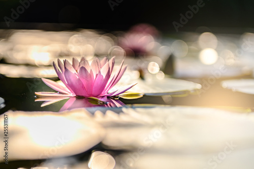 beautiful lotus flower on the water after rain in garden.