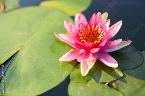 beautiful lotus flower on the water after rain in garden.