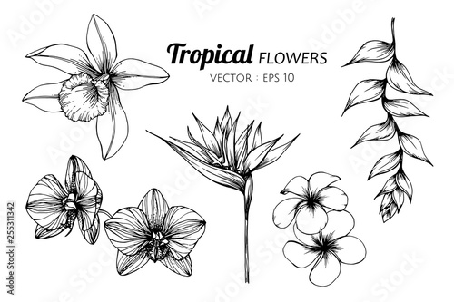 Collection set of Tropical flower drawing illustration.