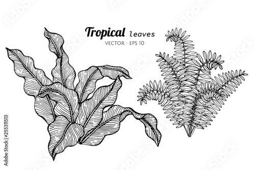 Collection set of Tropical leaves drawing illustration.