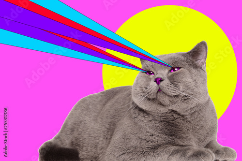 Cat with lasers from eyes. Minimal collage fashion concept