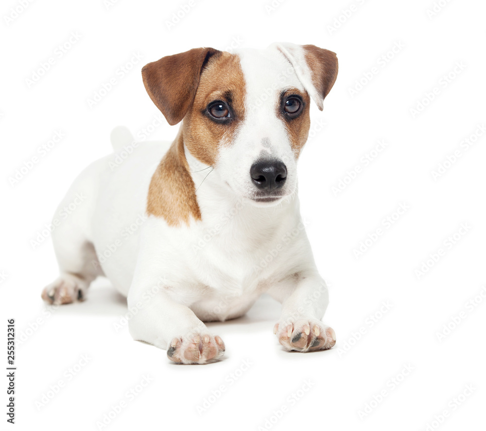 Dog at white background