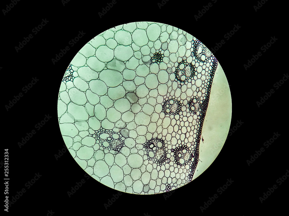 Xylem, phloen and ground tissues in monocot stem under compound