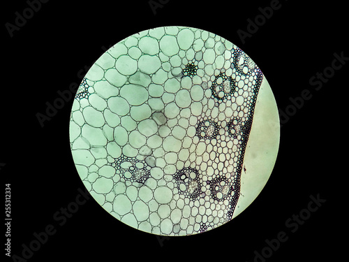 Xylem, phloen and ground tissues in monocot stem under compound microscope with 400x magnification.	 photo