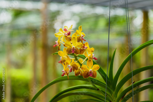 Beautiful orchid flower and green leaves background in the garden