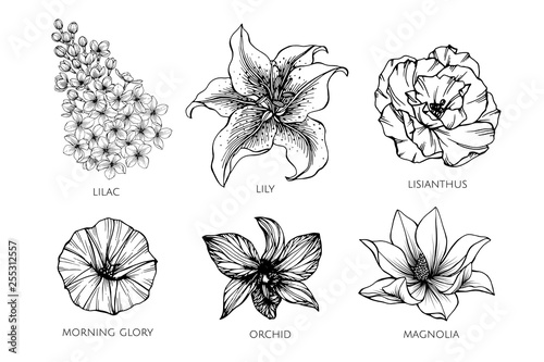 Collection set of flower drawing illustration.