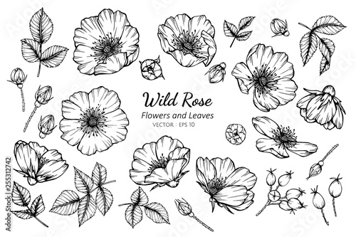 Collection set of wild rose flower and leaves drawing illustration.