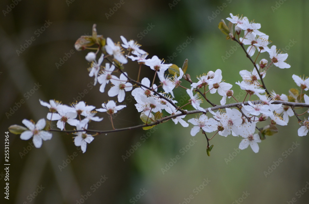 Fototapeta premium cerisier en fleurs