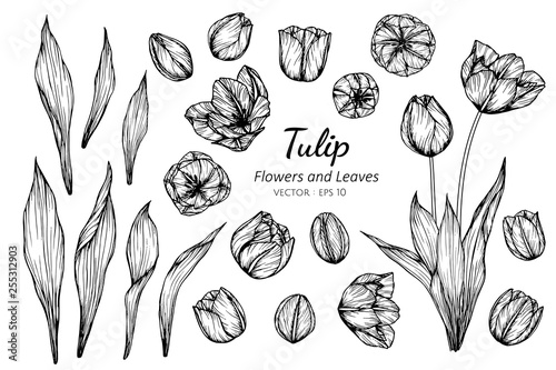 Wallpaper Mural Collection set of tulip flower and leaves drawing illustration.