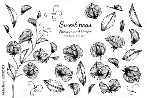Collection set of sweet pea flower and leaves drawing illustration.