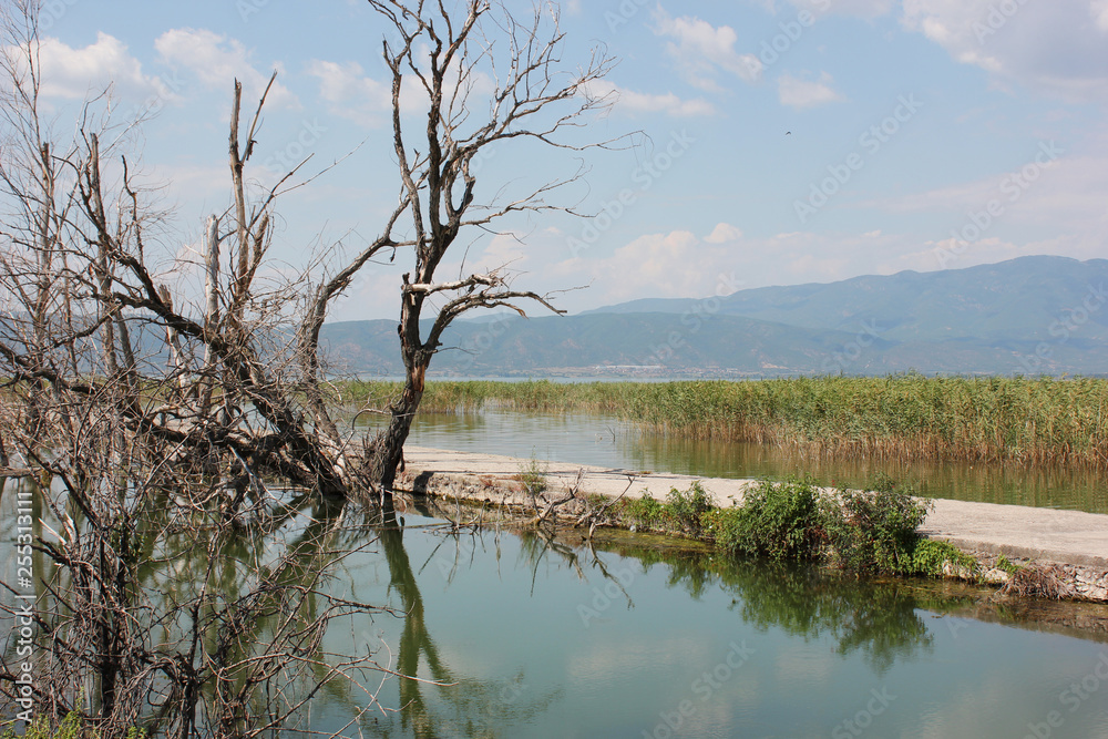 Abandoned trees on the Lake of Doirani Kilkis Greece Abandoned trees on the Lake of Doirani Kilkis Greece