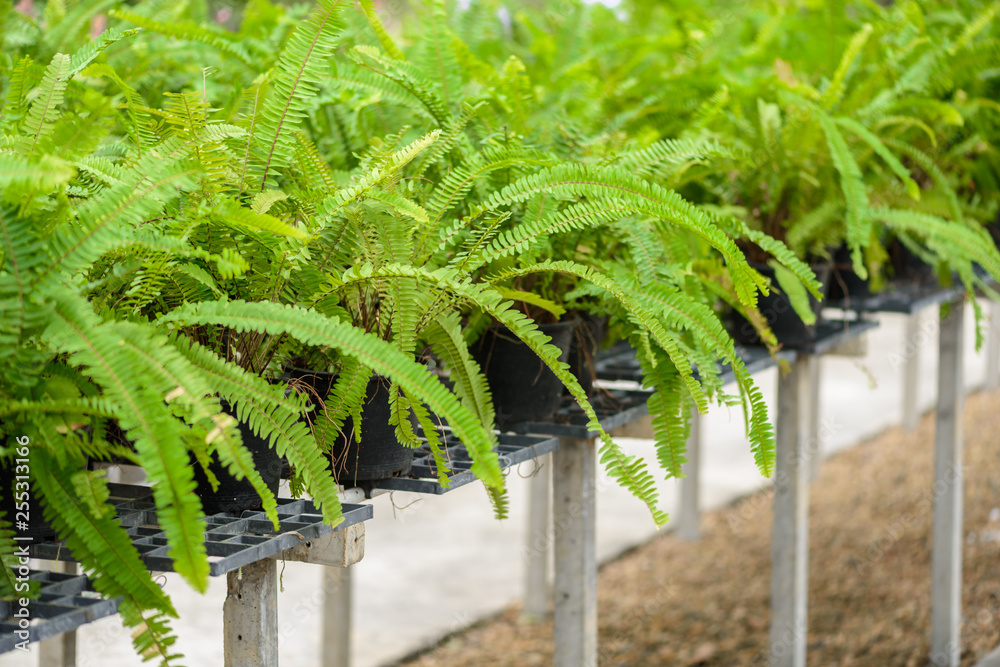 Φωτογραφία Beautyful ferns leaves green foliage natural floral
