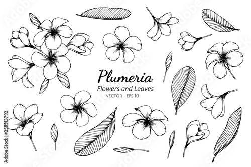 Collection set of plumeria flower and leaves drawing illustration.