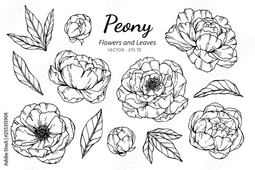 Collection set of peony flower and leaves drawing illustration.