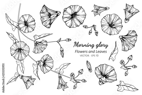 Collection set of morning glory flower and leaves drawing illustration.