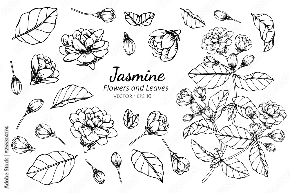 Collection set of jasmine flower and leaves drawing illustration. Stock