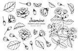 Collection set of jasmine flower and leaves drawing illustration.