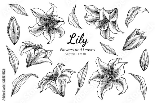 Collection set of lily flower and leaves drawing illustration.