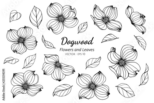 Collection set of dogwood flower and leaves drawing illustration.