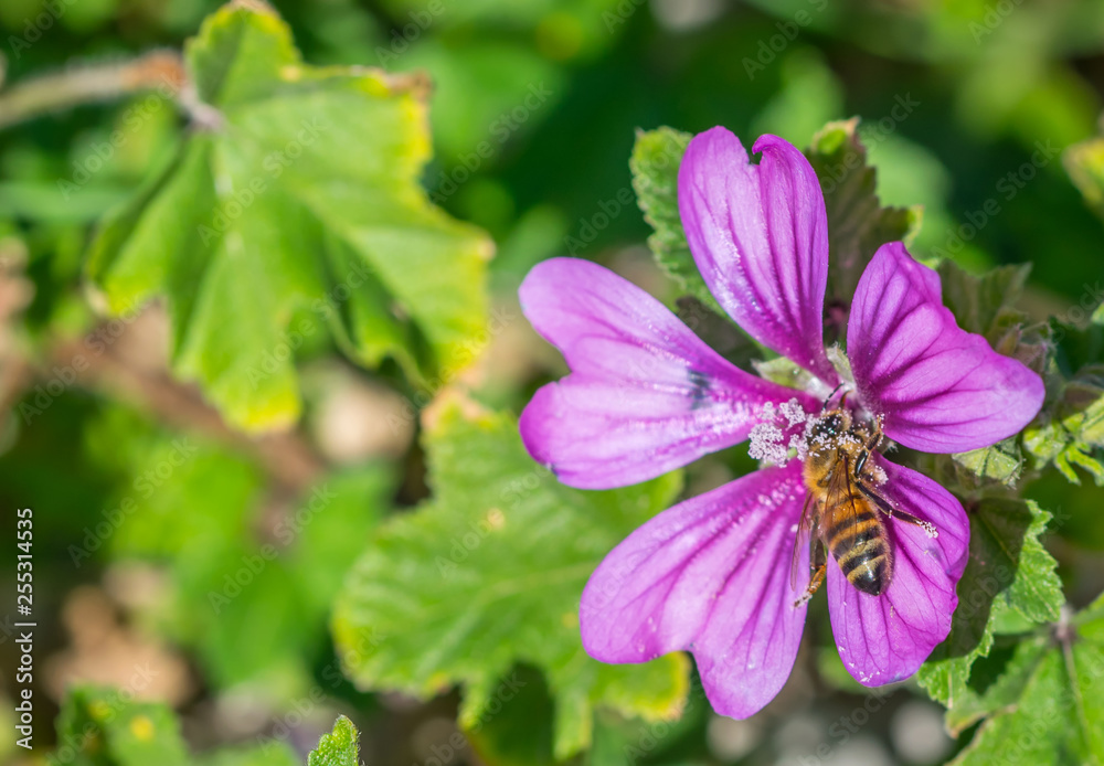 Bee in a Purple Wildflower in Southern Italy in Spring Bee in a Purple Wildflower in Southern Italy in Spring