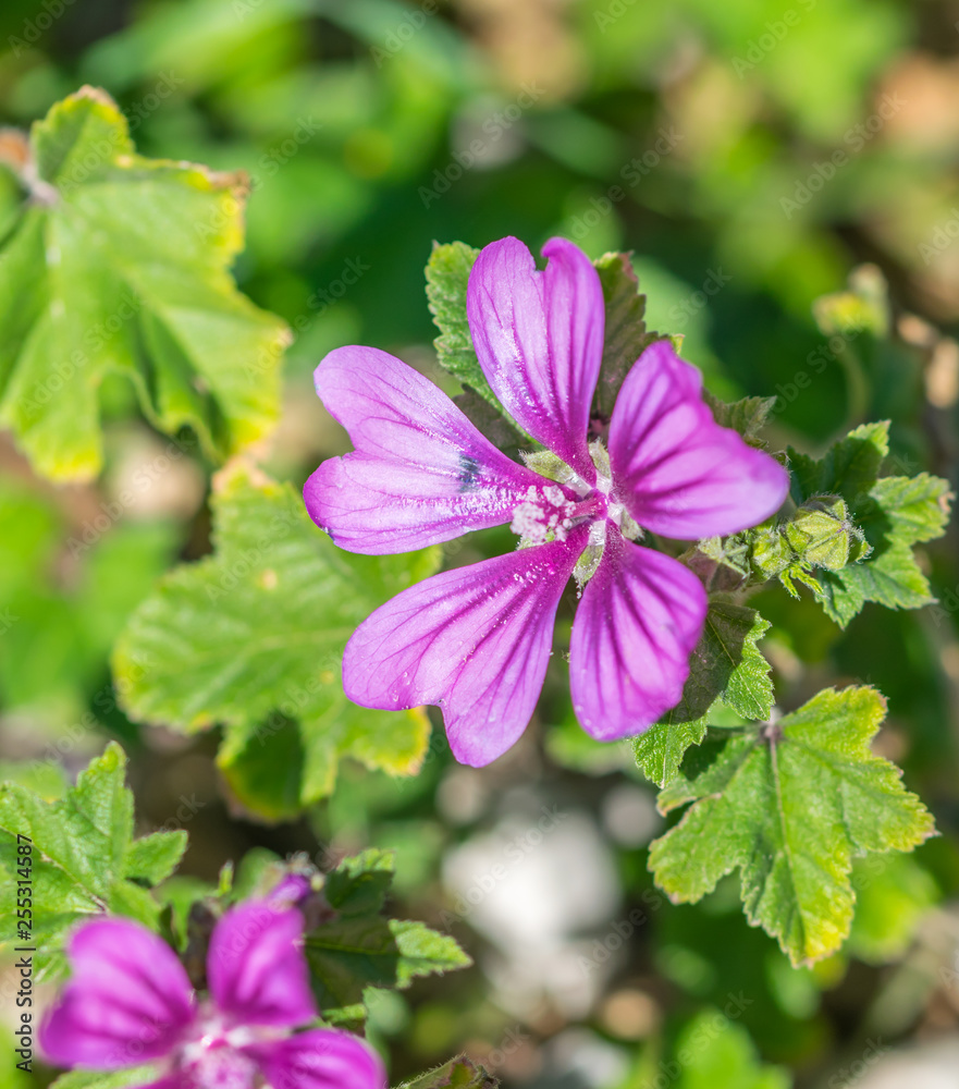 Bee in a Purple Wildflower in Southern Italy in Spring Bee in a Purple Wildflower in Southern Italy in Spring