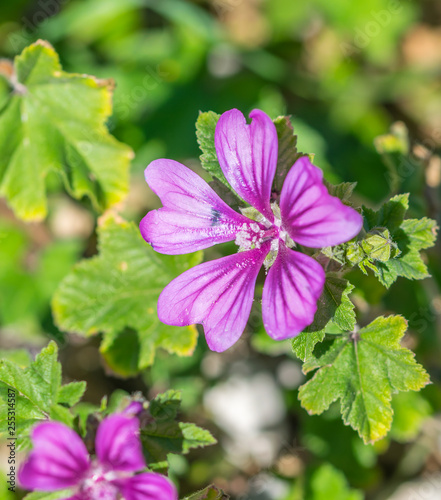 Bee in a Purple Wildflower in Southern Italy in Spring
