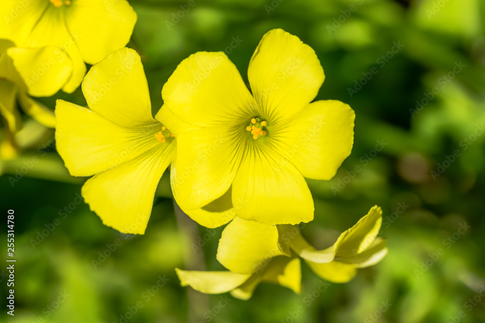 Yellow Wildflowers on a Sunny Day in Italy Yellow Wildflowers on a Sunny Day in Italy
