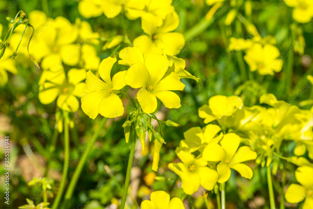 Obraz premium Yellow Wildflowers on a Sunny Day in Italy