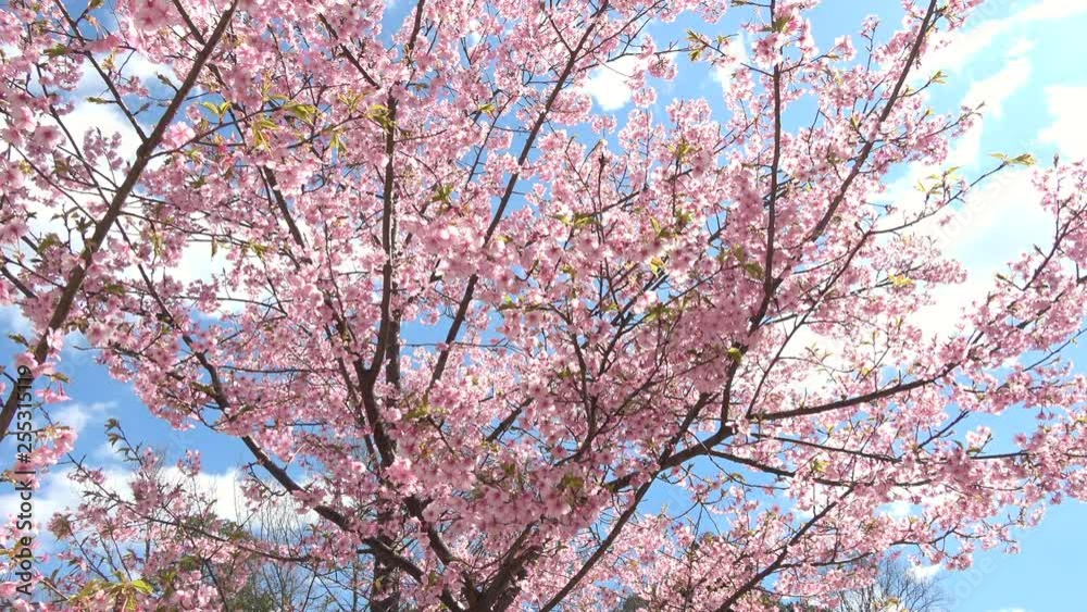 Cherry blossoms, Sakura, Cerasus lannesiana Carrière , Kawazu-zakura Cherry blossoms, Sakura, Cerasus lannesiana Carrière , Kawazu-zakura