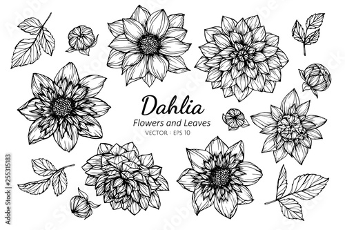 Fotobehang Collection set of dahlia flower and leaves drawing illustration.