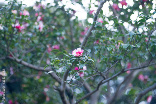 Red pink camellia in a garden © mk1221