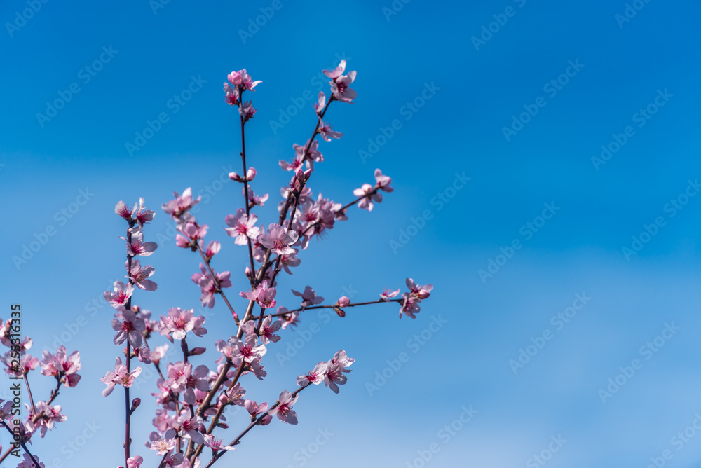 Fruit Tree Blossoms Against a Clear Blue Sky for Backgrounds Fruit Tree Blossoms Against a Clear Blue Sky for Backgrounds