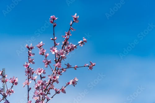 Fruit Tree Blossoms Against a Clear Blue Sky for Backgrounds